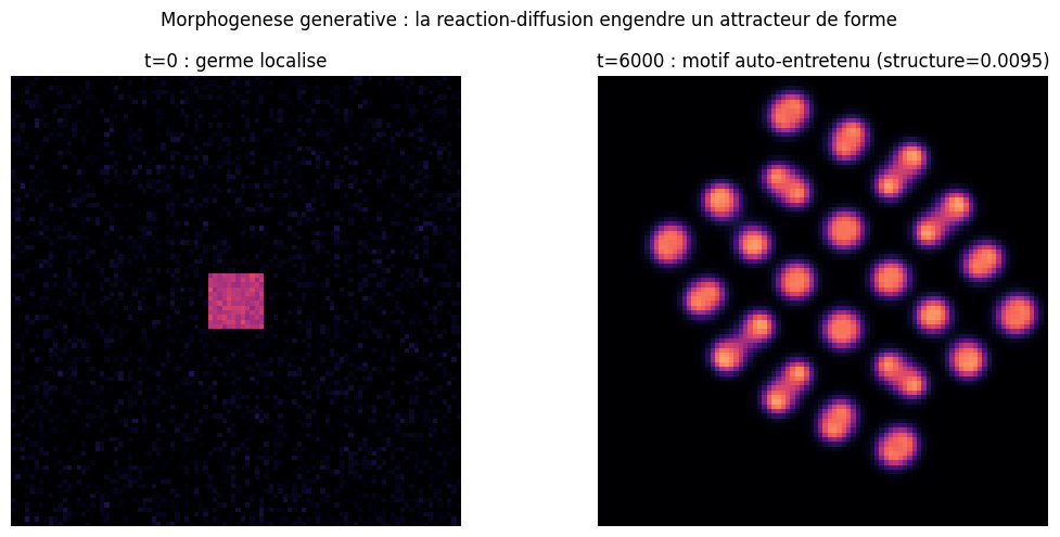 Morphogenèse générative par réaction-diffusion Gray-Scott (Pearson 1993) : gauche = germe localisé à t=0, droite = motif auto-entretenu à t=6000 (structure=0.0095, ~25 taches sur fond noir). Heatmap dark-field + colormap hot.